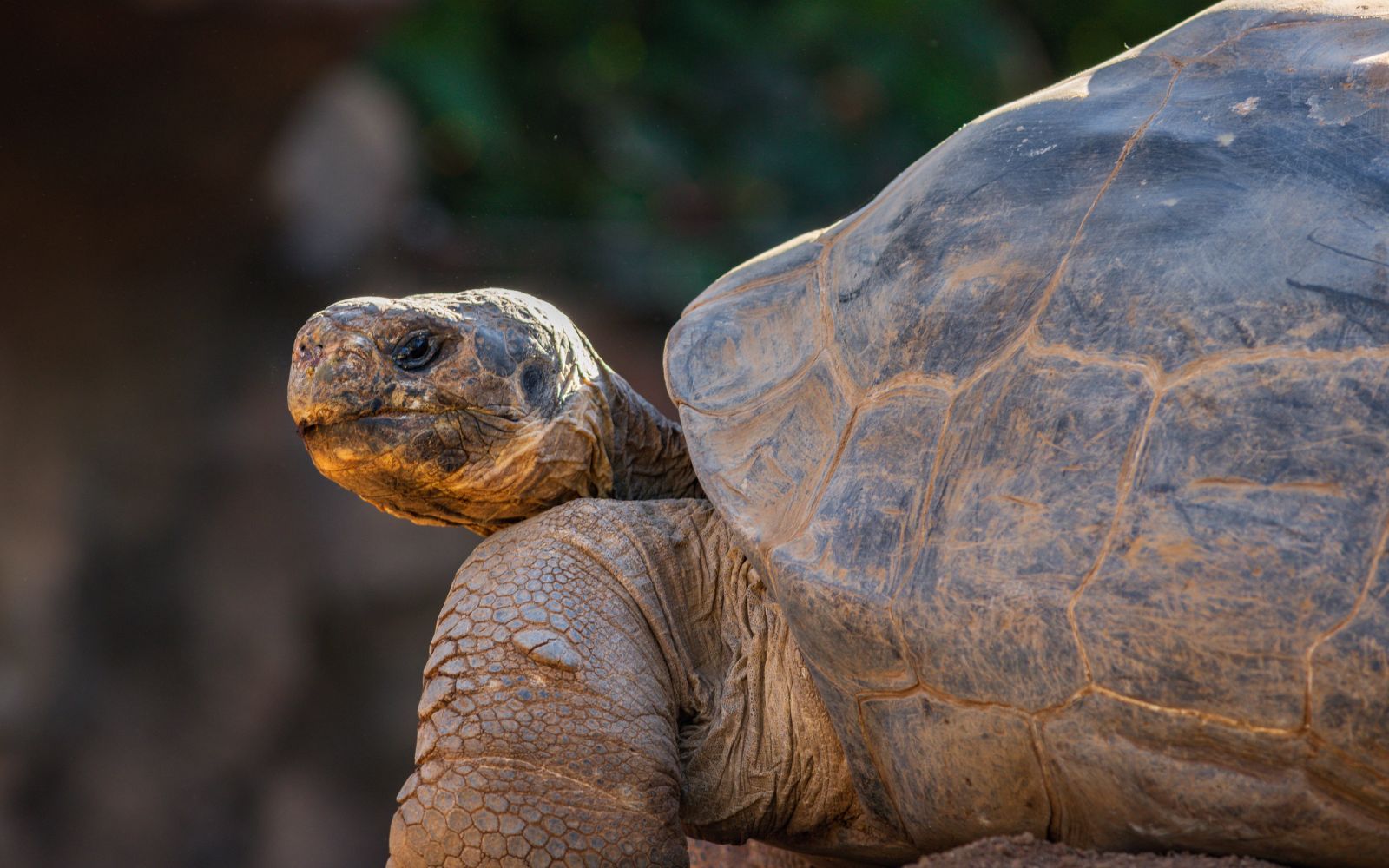 Loro Parque in Tenerife